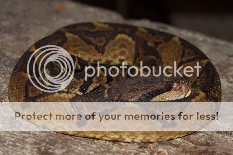 New book Venomous snakes and mimics of Panama & Costa Rica Field